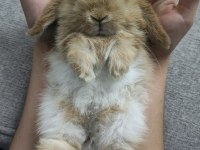 Mini lop orjinal safkan ırk tavşan
