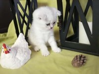 Scottish Fold 1 Dişi 1 Erkek 2.5 Aylık