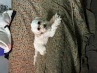 9 AYLIK DİŞİ KÖPEĞİMİZ YENİ YUVASINI ARIYOR