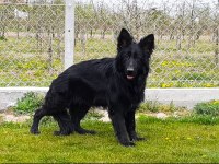 Düşük bel uzun tüylü black solid alman kurdu