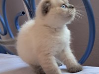 Scottish fold point erkek