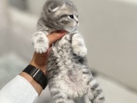 1,5 aylık Scottish Fold ve Straight Yavrularımıza Yuva