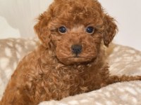 Toy Poodle Köpeği