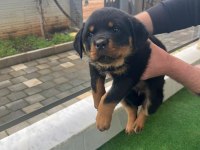 Sağlıklı Rottweiler Yavrular