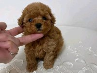 Toy Poodle Sevimli Yavrular