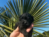 Toy poodle yavrular