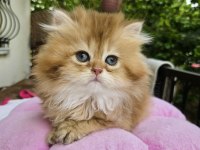 British Longhair golden kızlar