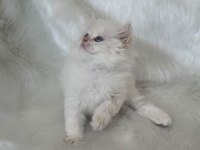ŞAMPİYON KAN HATTINDAN BRITISH LONGHAIR BY1233 ERKEK