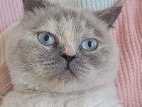 En Akıllı British Shorthair Kız