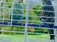 2 eş artı birtane normal kuş kafesi ile beraber