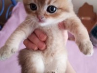 Scottish fold yavrularımız yeni yuvalarını bekliyor