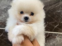 Ayı suratlı pomeranian boo yavrular