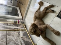 Eğitimli tuvalet eğitimi var çok bağımlı poodle