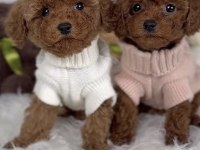 Toy Poodle Safkan