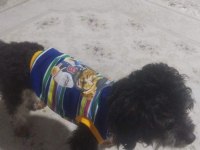 Köpeğimiz komutsuz hareket etmiyor