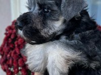 FCI şecereli Miniatute Schnauzer yavru köpekler