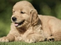 Golden Retriever Köpeği