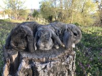 Mini lop tavşanı bebeklerimiz