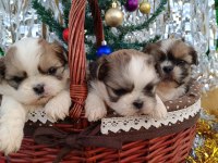 Orjinal Shih Tzu yavrularım