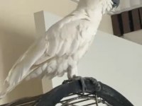Yarı evcil sülfür kakadu