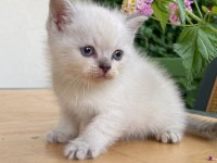 1 buçuk aylık 2 tane erkek yavru british longhair
