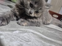 Scottish Fold Yavrumuz