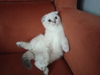 KIRIK KULAK DİŞİ KEDİMİZ YENİ SAHİBİNİ BEKLİYOR