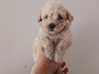 Maltipoo yavru