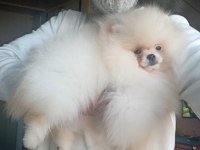 Orijinal pomeranian boo