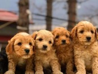 Tüy dökmez koyu renk maltipoo