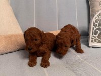 Dişi ve erkek aşılı wc eğitimli kore kan toy poodle