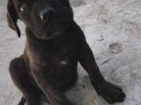 Orijinal dişi cane corso