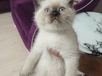 British Shorthair Erkek Yavru