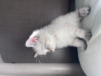 British blue point