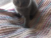 Scottish fold yavrumuzu sahiplendiriyoruz