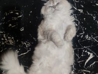 British longhair oğlum