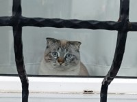Scottish fold dumanımıza aile arıyoruz