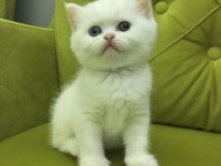 British longhair kız kardeşler