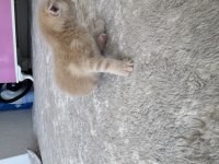 Sarı Bebek Scottish Fold