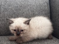 British shorthair ufaklık yeni ev arıyor