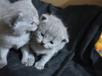 Dişi Scottish Fold Yavru