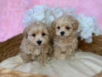 IRK GARANTİLİ MALTİPOO YAVRULARI 