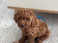 Ukrayna Şecereli Toy Poodle