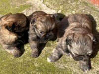 Pekinez yavru köpekler