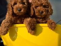 Ankaranın en gözde maltipoo yavruları
