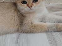 Bursa golden ve golden point british shorthair yavrular