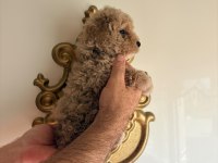 POODLE GUZELLIKLER