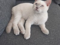 ANKARA İÇİ YUVA BU KEDİLERE ACİL YUVA