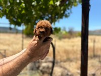 HARİKA POODLE ŞEKERLER