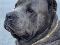 Cane Corso Puppy